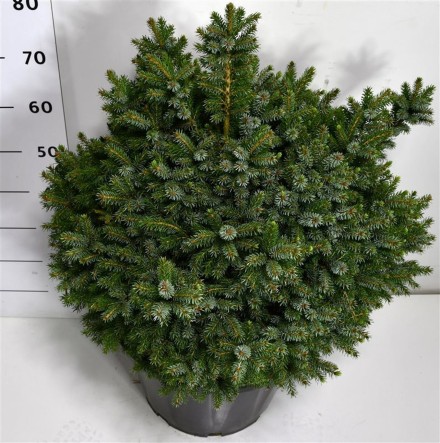 Picea omorika 'Nana'