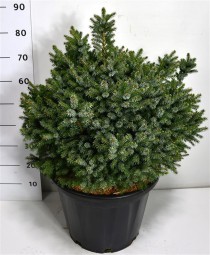 Picea omorika 'Nana'