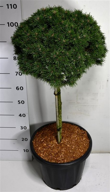Pinus mugo 'Austreim'