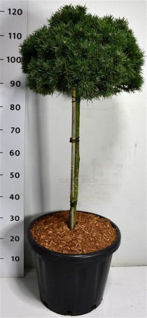 Pinus mugo 'Austreim'