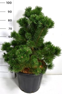 Pinus mugo 'Gnom'