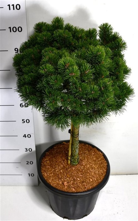 Pinus mugo 'March'