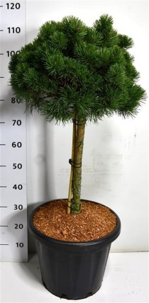 Pinus mugo 'March'