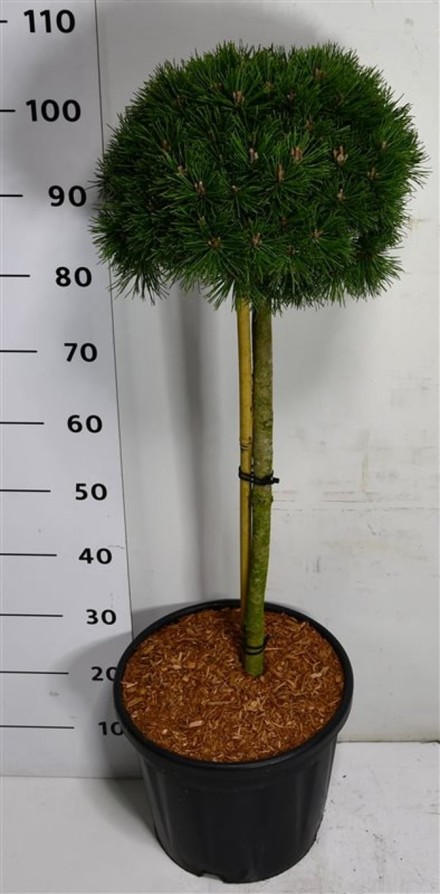 Pinus mugo 'Mops'