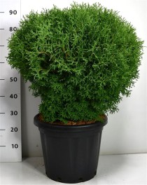 Thuja occ. 'Tiny Tim'