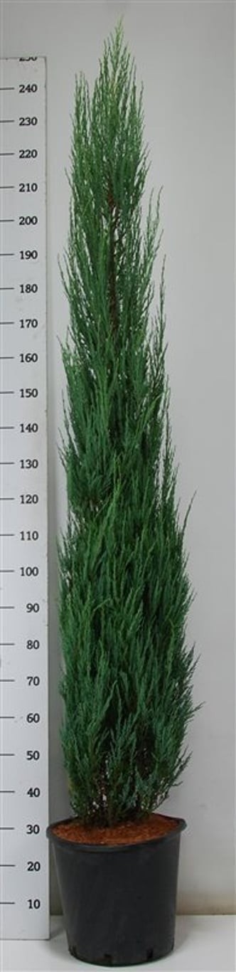 Juniperus s. 'Blue Arrow'