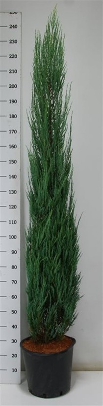 Juniperus s. 'Blue Arrow'