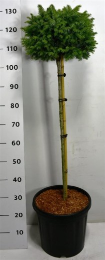 Picea omorika 'Nana'