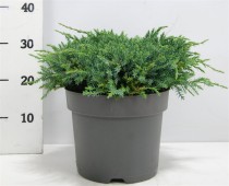 Juniperus squamata 'Blue Carpet'