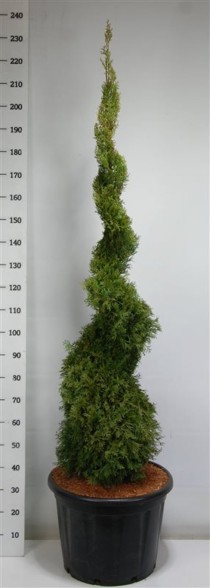 Thuja occ. 'Smaragd'