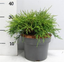 Chamaecyparis p. 'Filifera Nana'