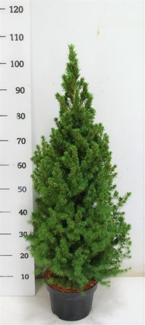 Picea gl. 'Conica'