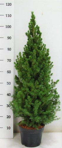 Picea gl. 'Conica'