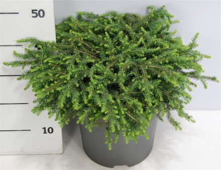 Picea mariana 'Nana'