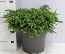 Picea mariana 'Nana'