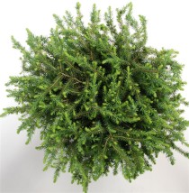 Picea mariana 'Nana'