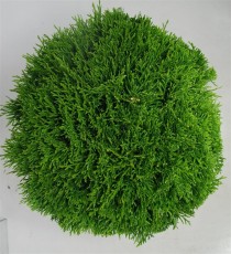 Thuja occ. 'Smaragd'