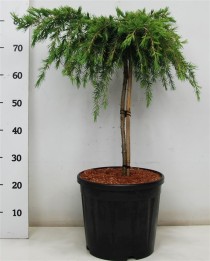 Cedrus deod. 'Feelin' Blue'