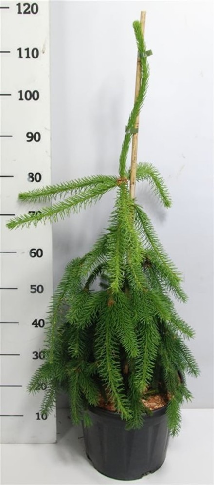 Picea a. 'Inversa'