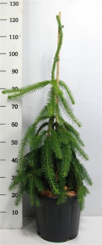 Picea a. 'Inversa'
