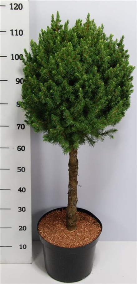 Picea gl. 'Conica'