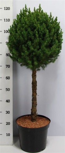 Picea gl. 'Conica'