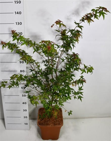 Acer pal. 'Beni-maiko'