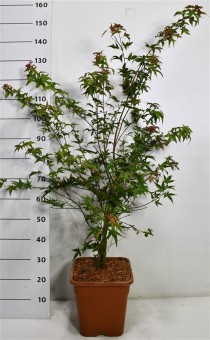 Acer pal. 'Beni-maiko'