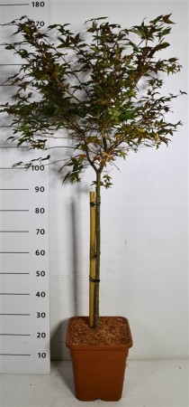 Acer pal. 'Beni-maiko'