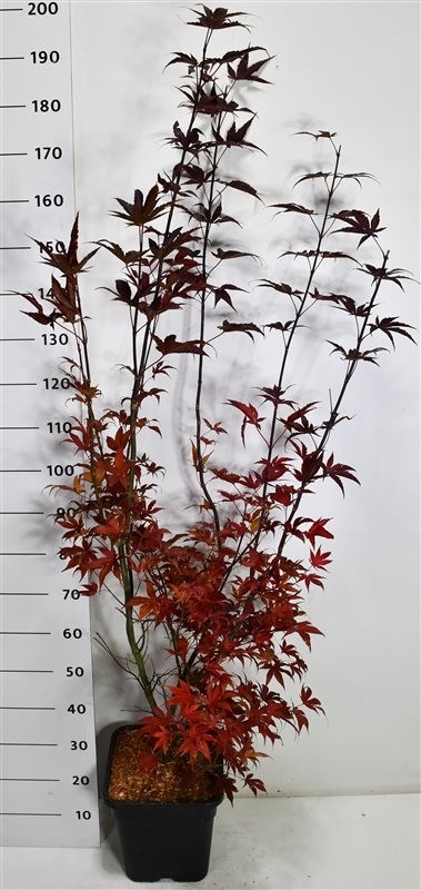 Acer pal. 'Bloodgood'