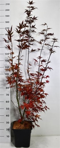 Acer pal. 'Bloodgood'