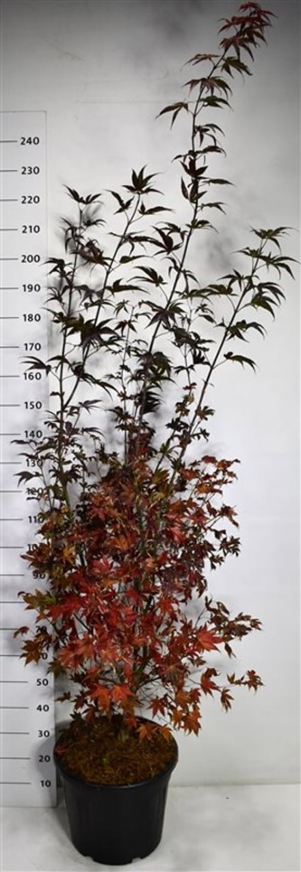 Acer pal. 'Bloodgood'