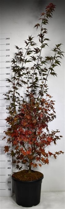 Acer pal. 'Bloodgood'