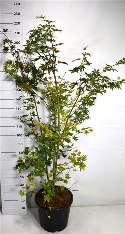 Acer pal. Brown Sugar