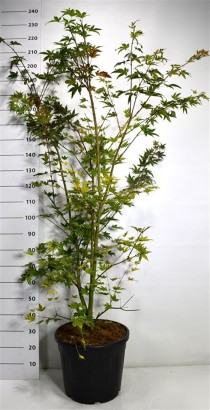 Acer pal. Brown Sugar