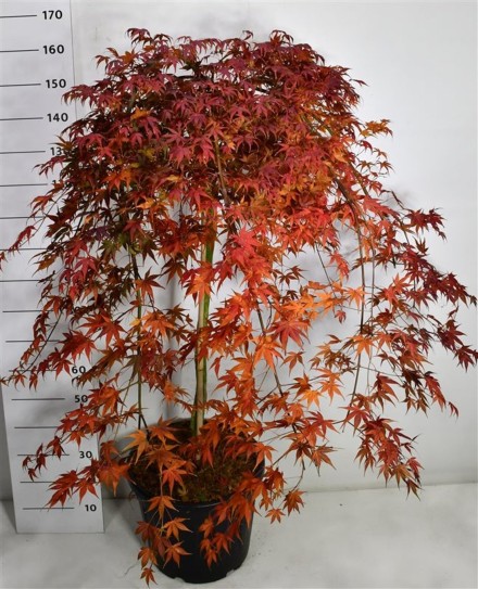 Acer pal. 'Cascade Ruby'
