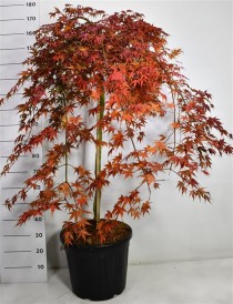 Acer pal. 'Cascade Ruby'
