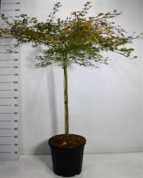 Acer pal. 'Emerald Lace'