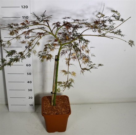 Acer pal. 'Emerald Lace'