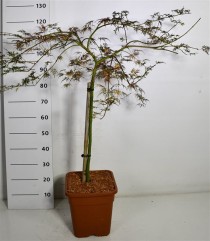 Acer pal. 'Emerald Lace'