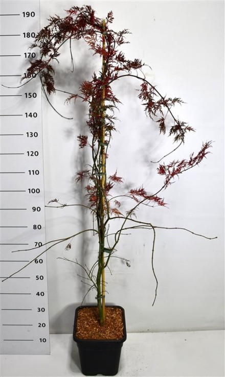 Acer pal. 'Inaba-shidare'