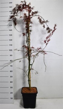 Acer pal. 'Inaba-shidare'