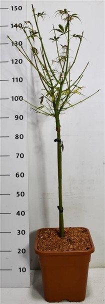 Acer pal. 'Jerre Schwartz'