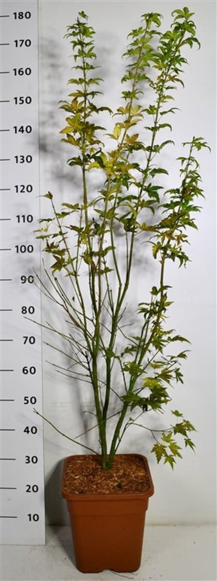 Acer pal. 'Orange Dream'