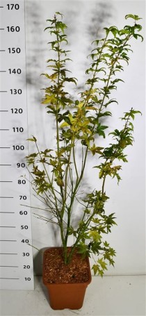 Acer pal. 'Orange Dream'