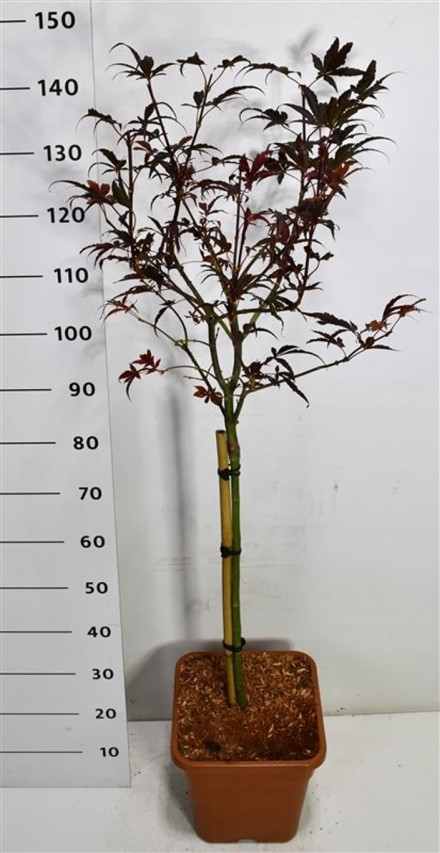 Acer pal. 'Skeeter's Broom'