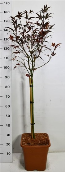 Acer pal. 'Skeeter's Broom'