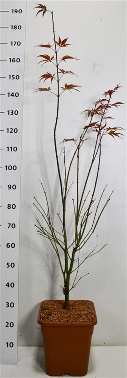 Acer pal. 'Sumi-nagashi'