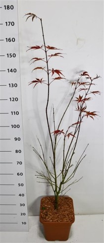 Acer pal. 'Sumi-nagashi'