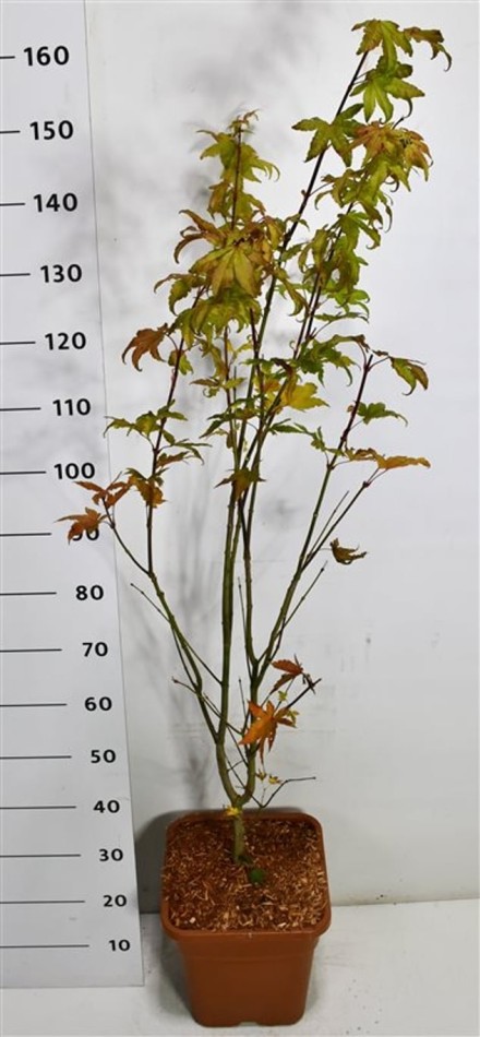 Acer pal. 'Summer Gold'